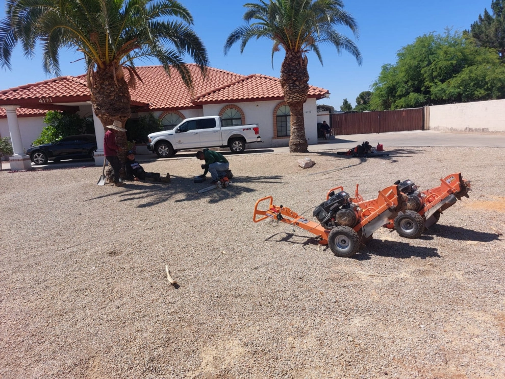 Wilfer Natural Landscape LLC (trimin Palm) by PRO Natural Landscape LLC - Photo 6