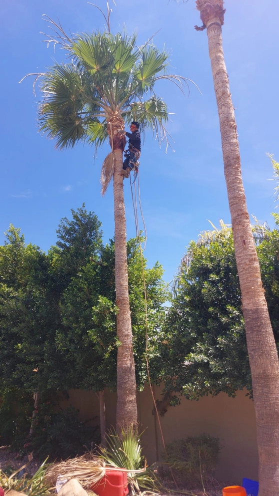 Wilfer Natural Landscape LLC (trimin Palm) by PRO Natural Landscape LLC - Photo 18