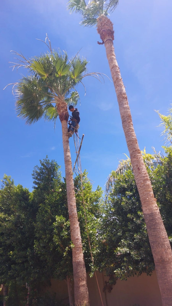 Wilfer Natural Landscape LLC (trimin Palm) by PRO Natural Landscape LLC - Photo 3