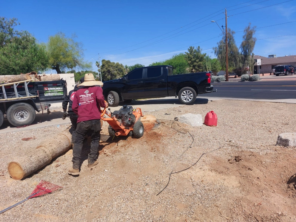 Wilfer Natural Landscape LLC (trimin Palm) by PRO Natural Landscape LLC - Photo 22