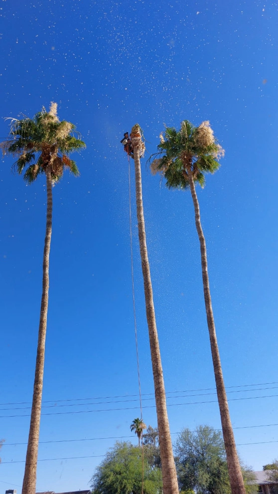 Wilfer Natural Landscape LLC (trimin Palm) by PRO Natural Landscape LLC - Photo 10