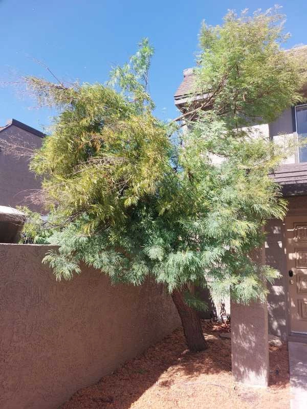 United Tree Pro Service LLC 7 by PRO Natural Landscape LLC - Photo 15