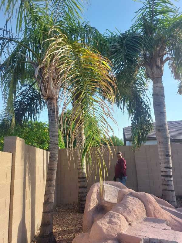 United Tree Pro Service LLC 7 by PRO Natural Landscape LLC - Photo 57