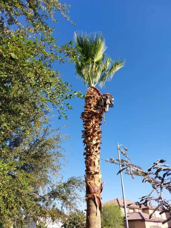 United Tree Pro Service LLC 7 by PRO Natural Landscape LLC - Photo 7