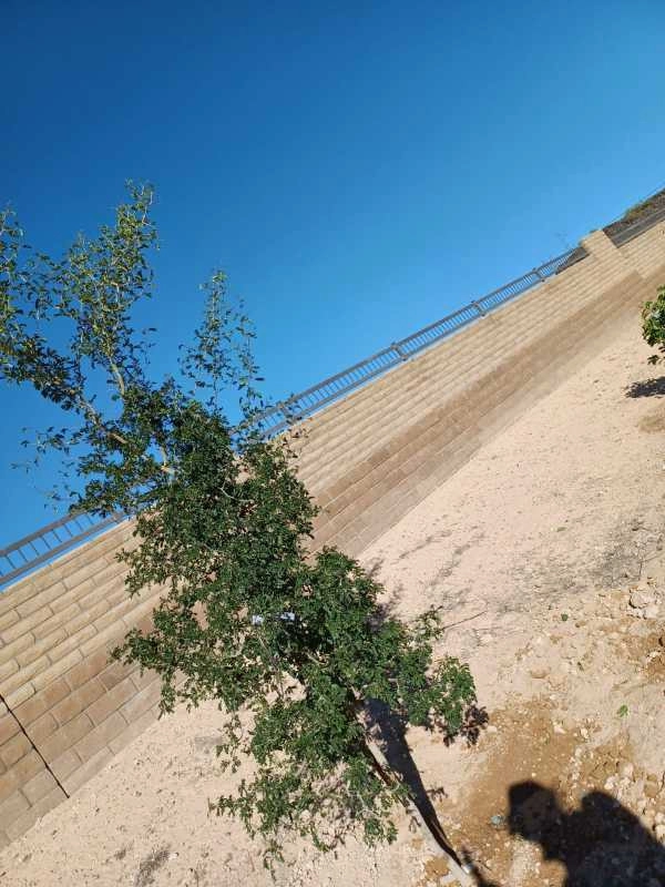 Wilfer Natural Landscape LLC3 by PRO Natural Landscape LLC - Photo 61