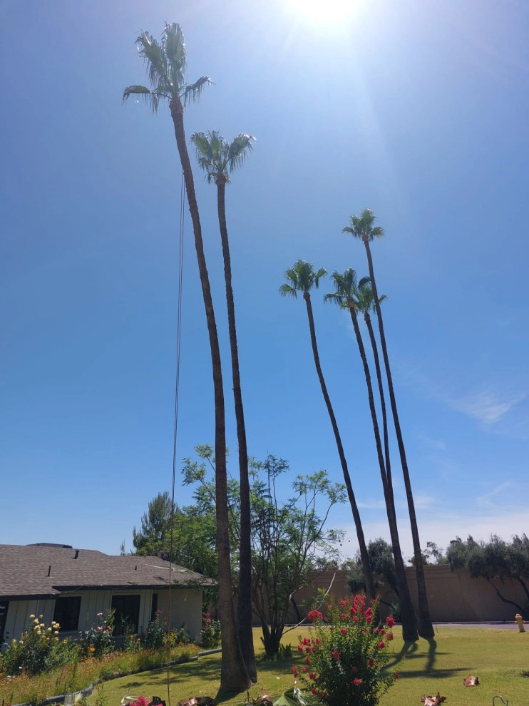 Wilfer Natural Landscape LLC (trimin Palm) by PRO Natural Landscape LLC - Photo 19