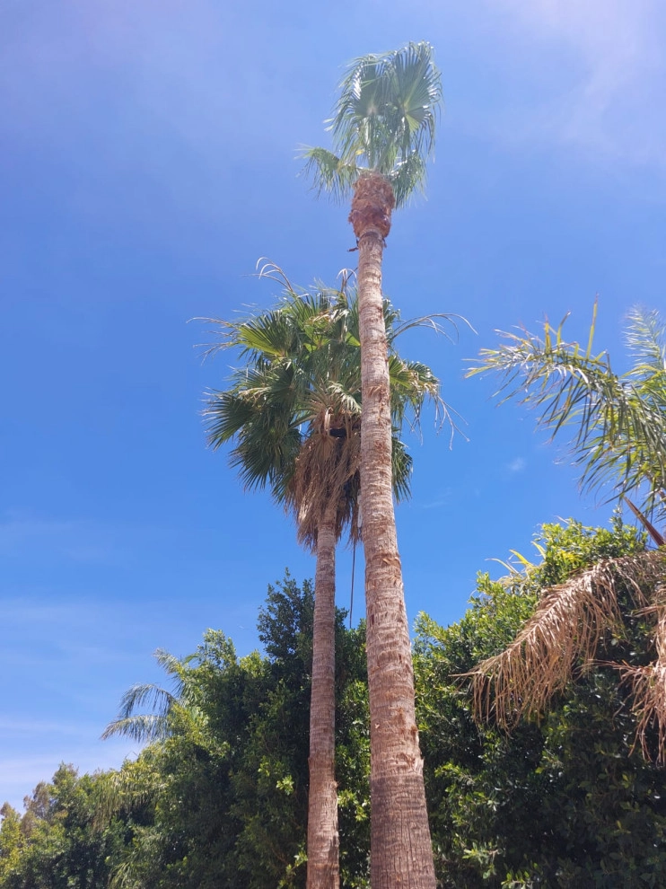 Wilfer Natural Landscape LLC (trimin Palm) by PRO Natural Landscape LLC - Photo 11