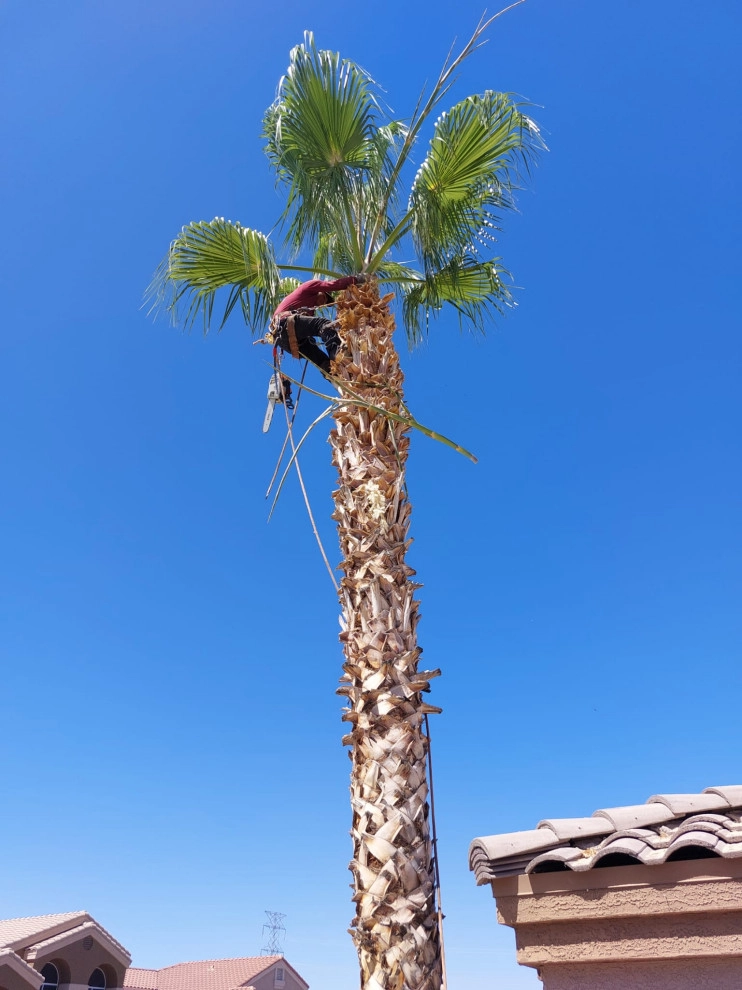 Wilfer Natural Landscape LLC (trimin Palm) by PRO Natural Landscape LLC - Photo 9
