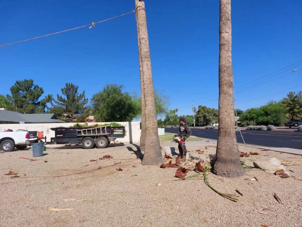 Wilfer Natural Landscape LLC (trimin Palm) by PRO Natural Landscape LLC - Photo 27