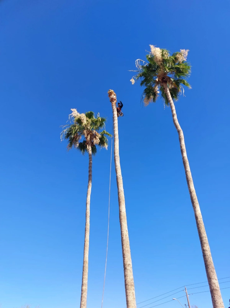Wilfer Natural Landscape LLC (trimin Palm) by PRO Natural Landscape LLC - Photo 15