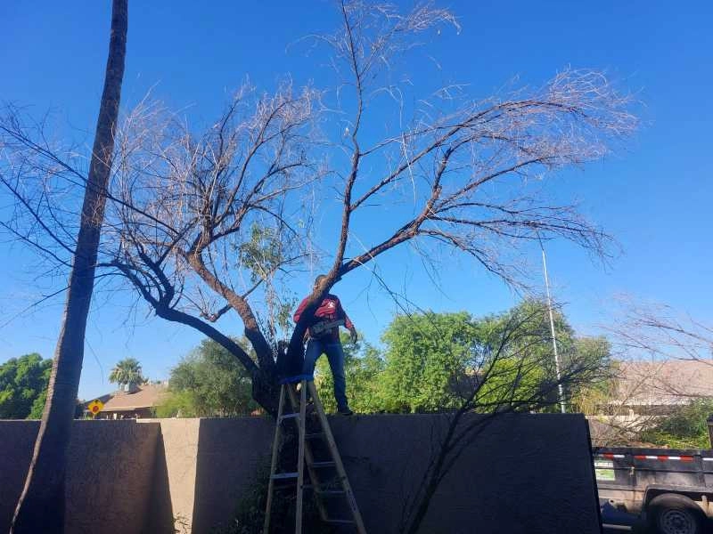 United Tree Pro Service LLC 7 by PRO Natural Landscape LLC - Photo 58
