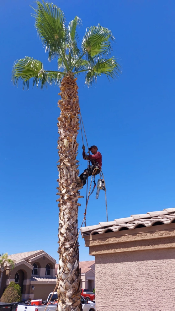 Wilfer Natural Landscape LLC (trimin Palm) by PRO Natural Landscape LLC - Photo 12
