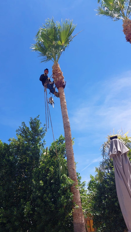Wilfer Natural Landscape LLC (trimin Palm) by PRO Natural Landscape LLC - Photo 21