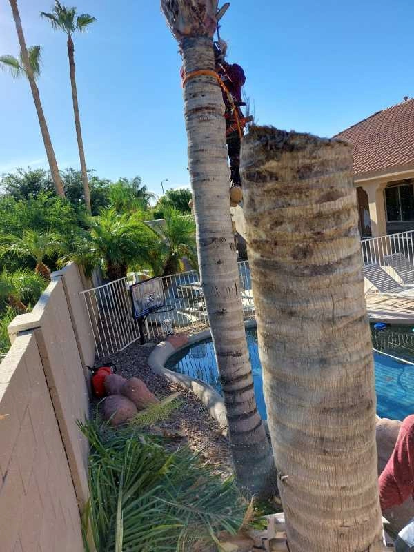 United Tree Pro Service LLC 7 by PRO Natural Landscape LLC - Photo 9
