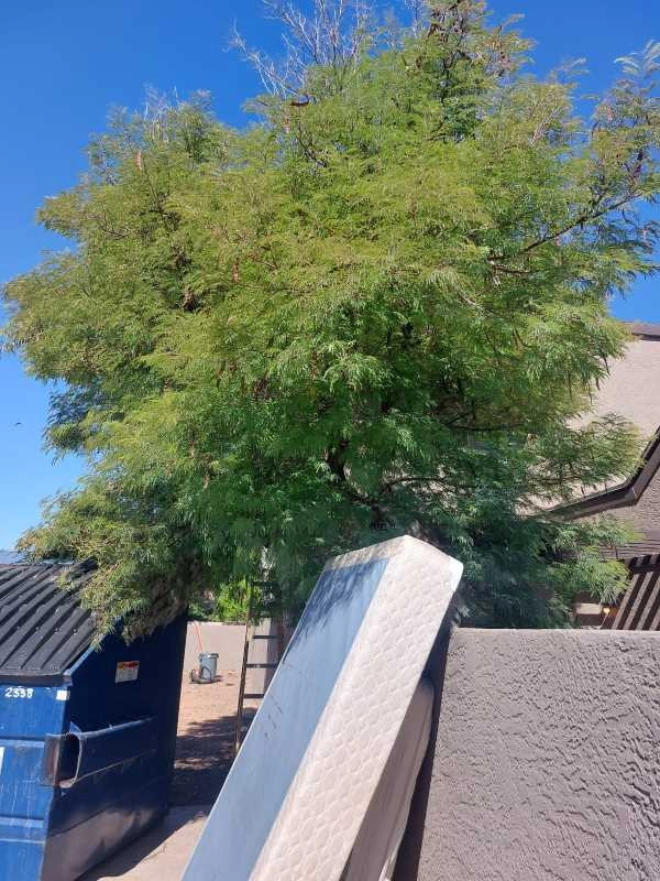 United Tree Pro Service LLC 7 by PRO Natural Landscape LLC - Photo 46