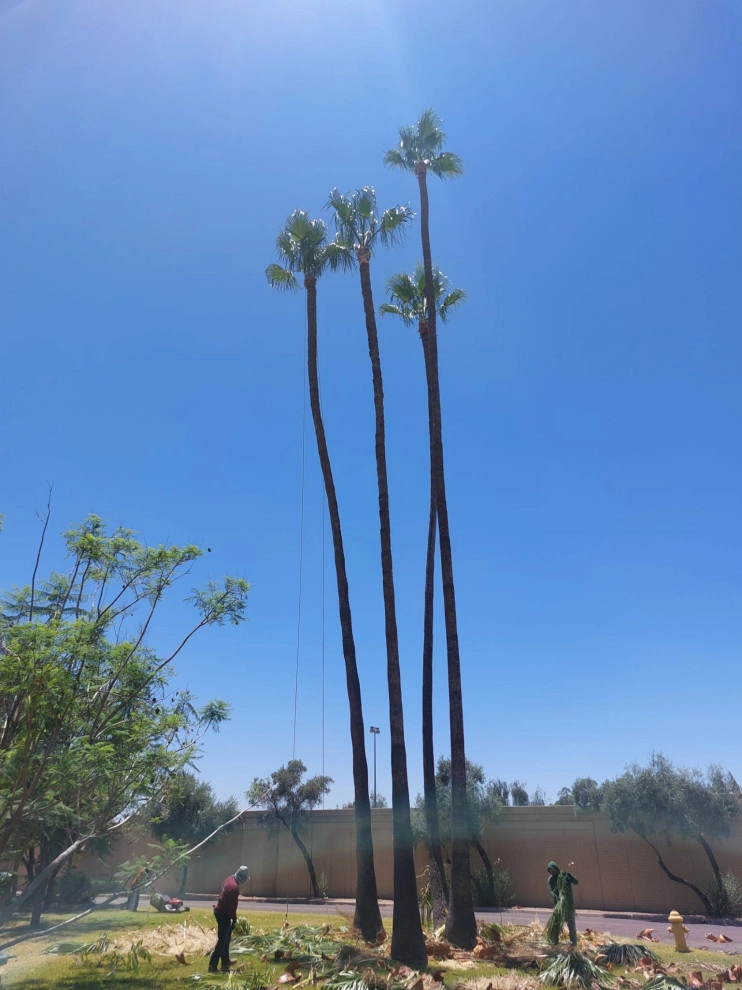 Wilfer Natural Landscape LLC (trimin Palm) by PRO Natural Landscape LLC - Photo 7