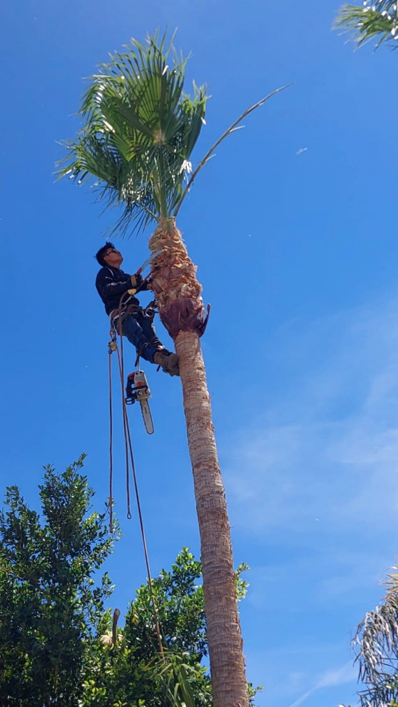 Wilfer Natural Landscape LLC (trimin Palm) by PRO Natural Landscape LLC - Photo 20