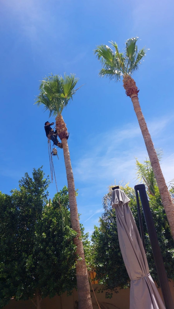 Wilfer Natural Landscape LLC (trimin Palm) by PRO Natural Landscape LLC - Photo 23