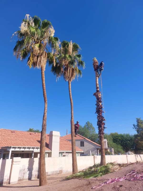 United Tree Pro Service LLC 7 by PRO Natural Landscape LLC - Photo 3