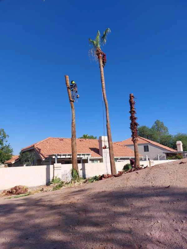 United Tree Pro Service LLC 7 by PRO Natural Landscape LLC - Photo 17