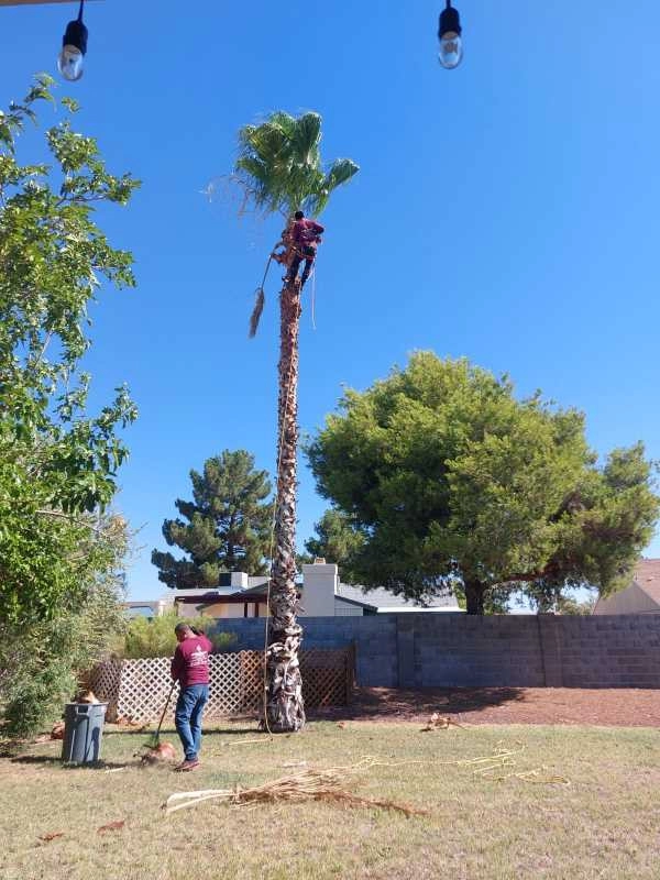 United Tree Pro Service LLC 7 by PRO Natural Landscape LLC - Photo 20