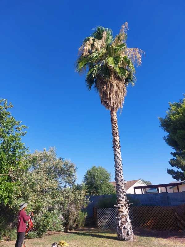 United Tree Pro Service LLC 7 by PRO Natural Landscape LLC - Photo 52