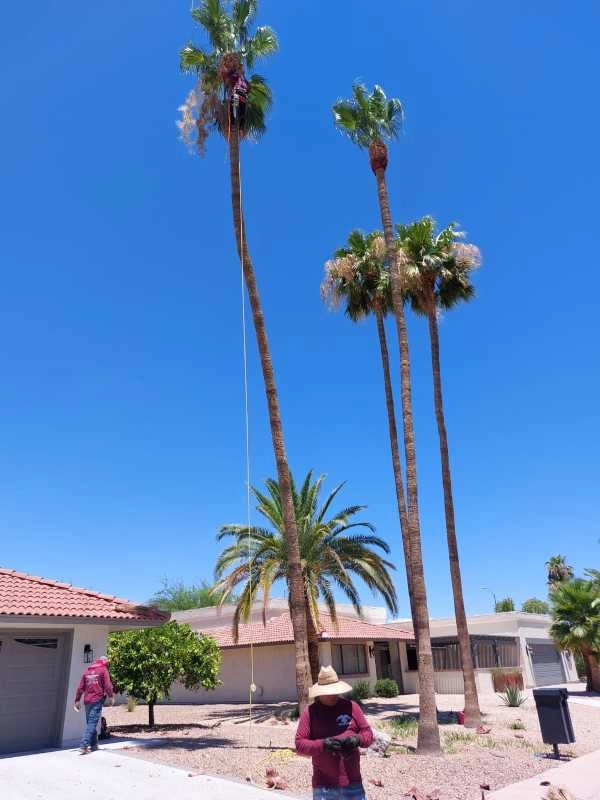 United Tree Pro Service LLC 7 by PRO Natural Landscape LLC - Photo 29