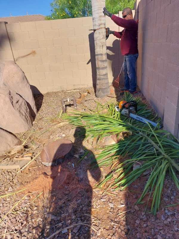 United Tree Pro Service LLC 7 by PRO Natural Landscape LLC - Photo 67