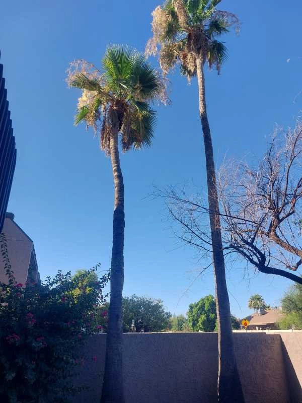 United Tree Pro Service LLC 7 by PRO Natural Landscape LLC - Photo 54
