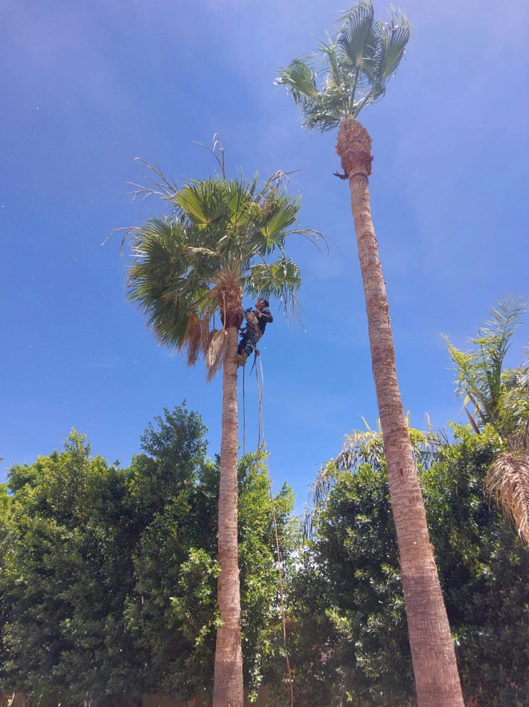 Wilfer Natural Landscape LLC (trimin Palm) by PRO Natural Landscape LLC - Photo 4