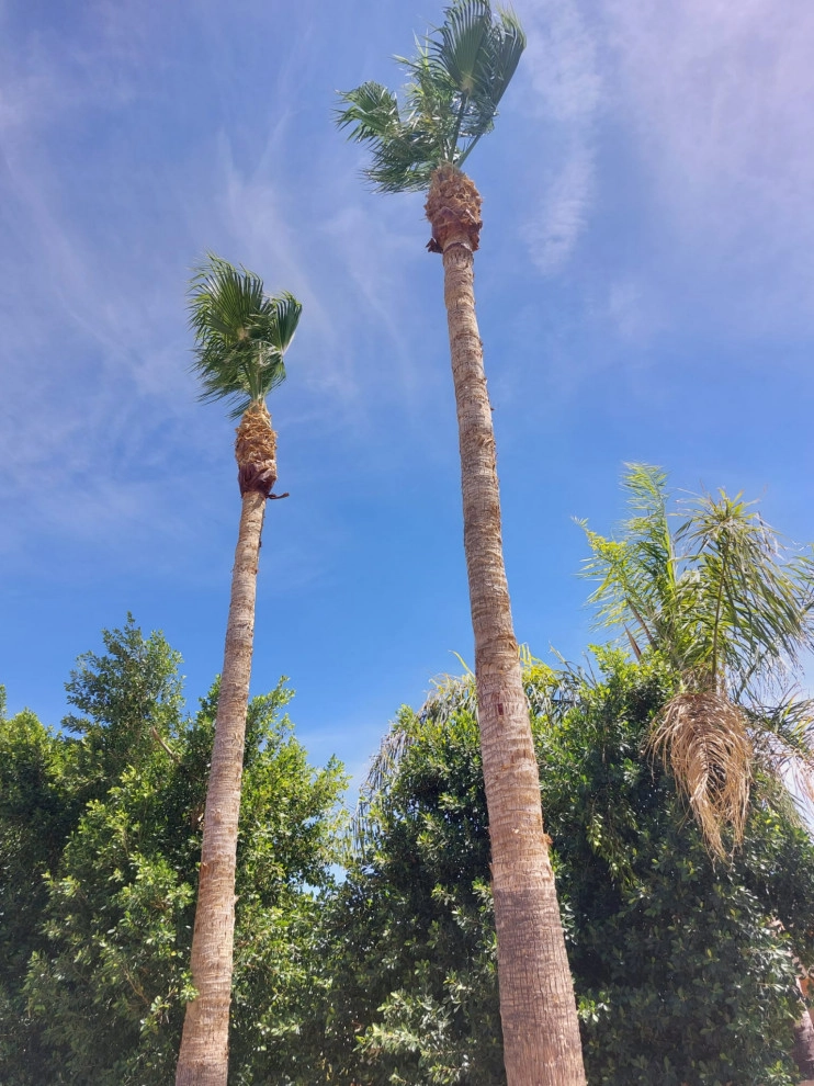 Wilfer Natural Landscape LLC (trimin Palm) by PRO Natural Landscape LLC - Photo 17