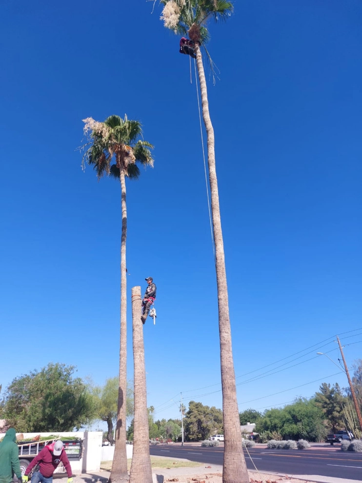 Wilfer Natural Landscape LLC (trimin Palm) by PRO Natural Landscape LLC - Photo 13