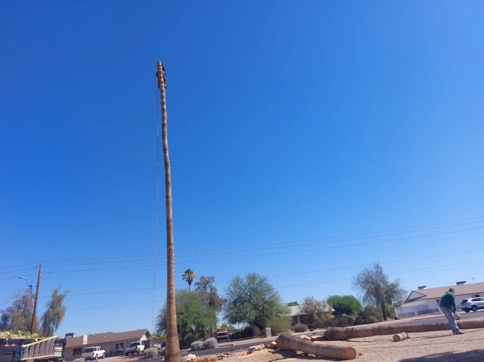 Wilfer Natural Landscape LLC (trimin Palm) by PRO Natural Landscape LLC - Photo 5