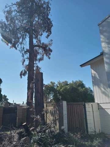 United Tree Pro Service LLC 7 by PRO Natural Landscape LLC - Photo 22