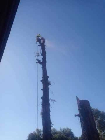United Tree Pro Service LLC 7 by PRO Natural Landscape LLC - Photo 38