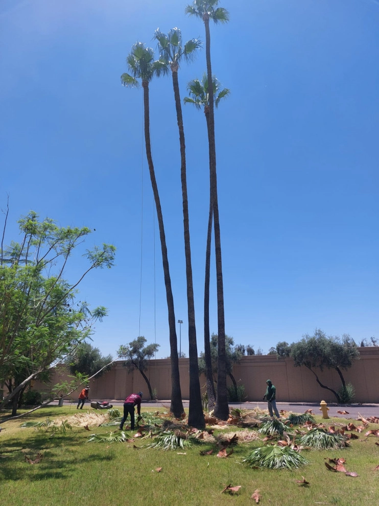 Wilfer Natural Landscape LLC (trimin Palm) by PRO Natural Landscape LLC - Photo 25
