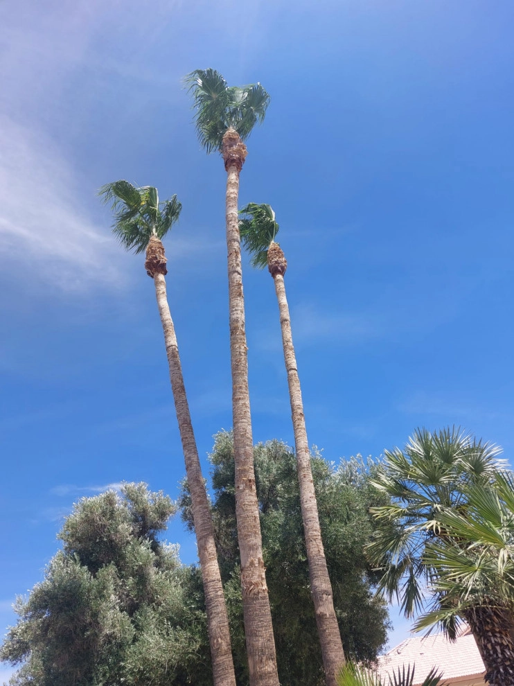 Wilfer Natural Landscape LLC (trimin Palm) by PRO Natural Landscape LLC - Photo 14