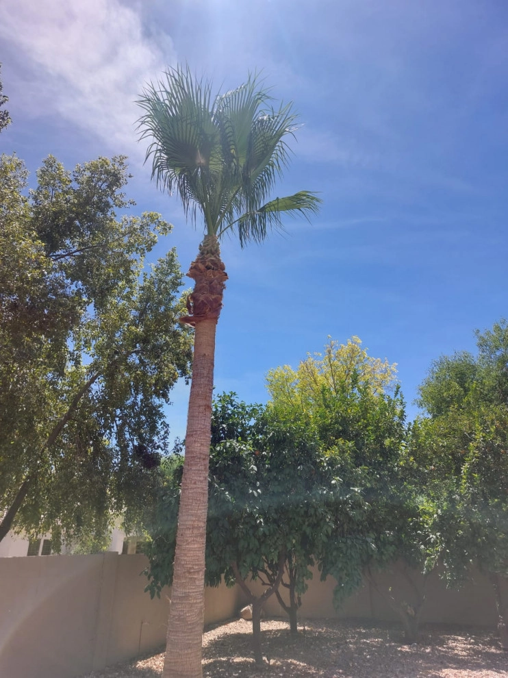 Wilfer Natural Landscape LLC (trimin Palm) by PRO Natural Landscape LLC - Photo 2