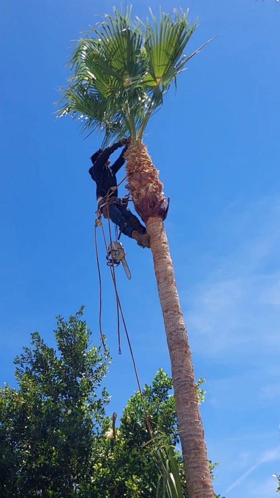 Wilfer Natural Landscape LLC (trimin Palm) by PRO Natural Landscape LLC - Photo 16