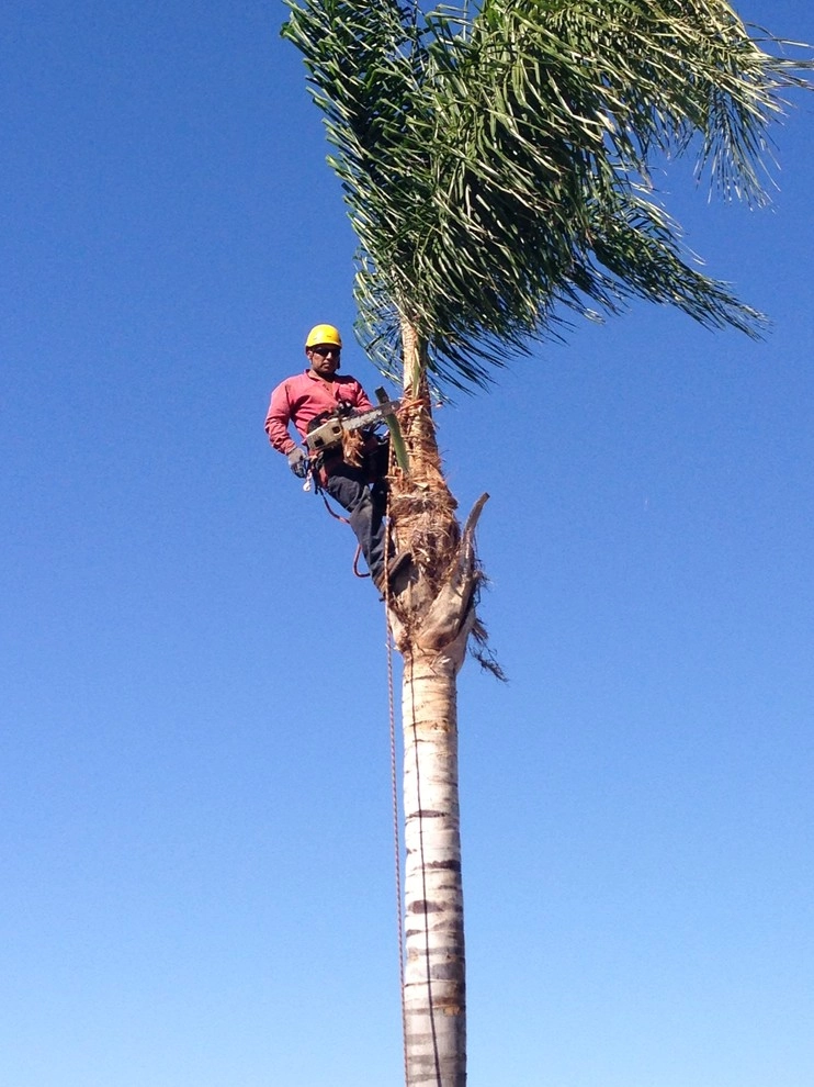 Residential Property Maintenance by Prunin Arboriculture & Landscape - Photo 4