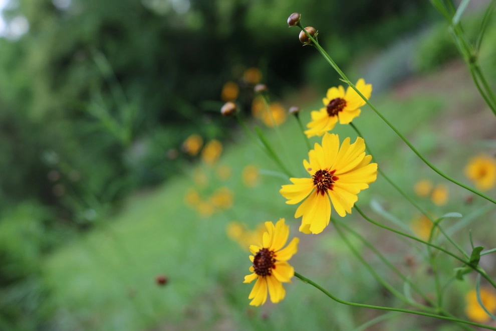 Quiet Village Landscaping - Photo 2