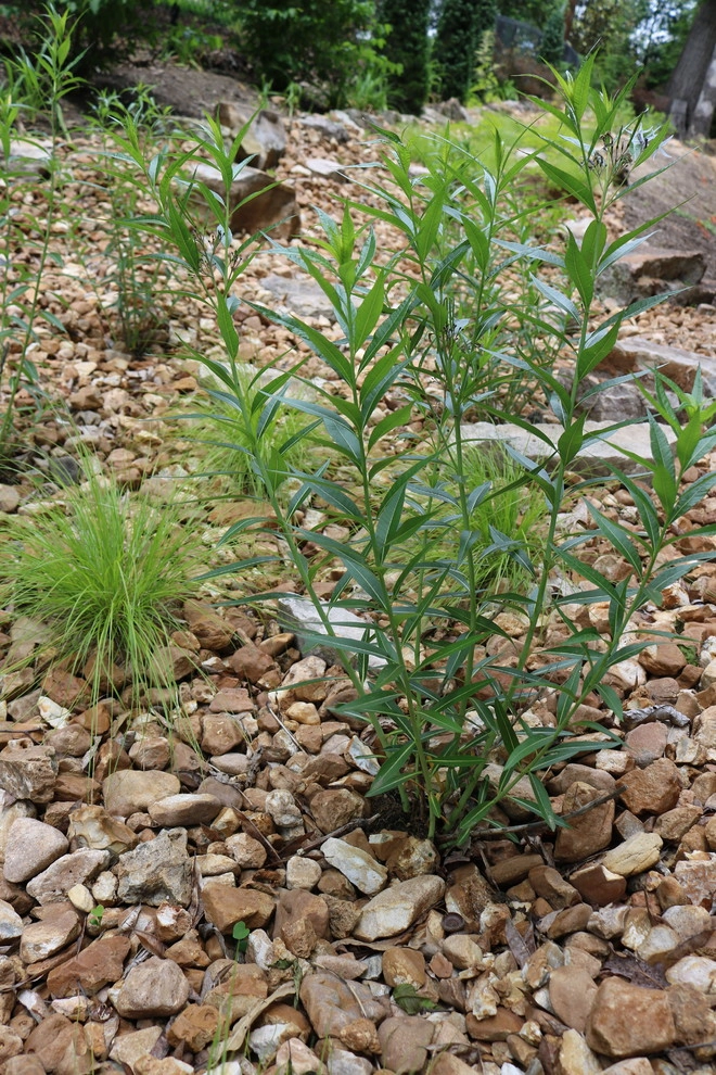 Rainscaping / Rain Gardens by Quiet Village Landscaping - Photo 15