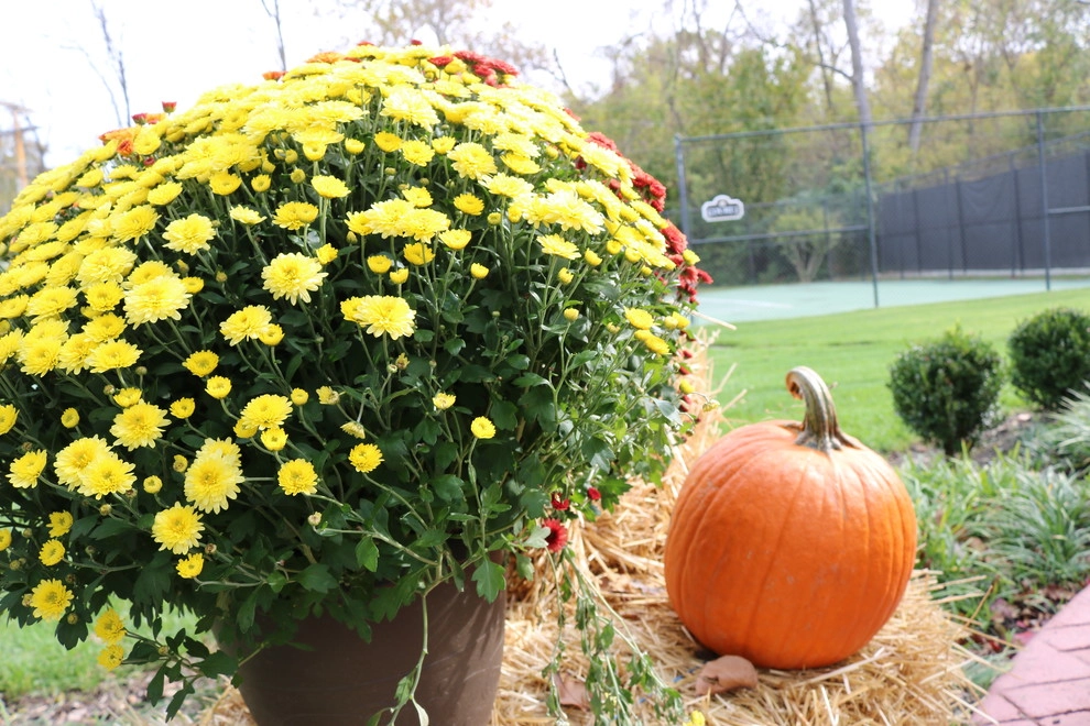 Seasonal Services : Autumn & Winter by Quiet Village Landscaping - Photo 4