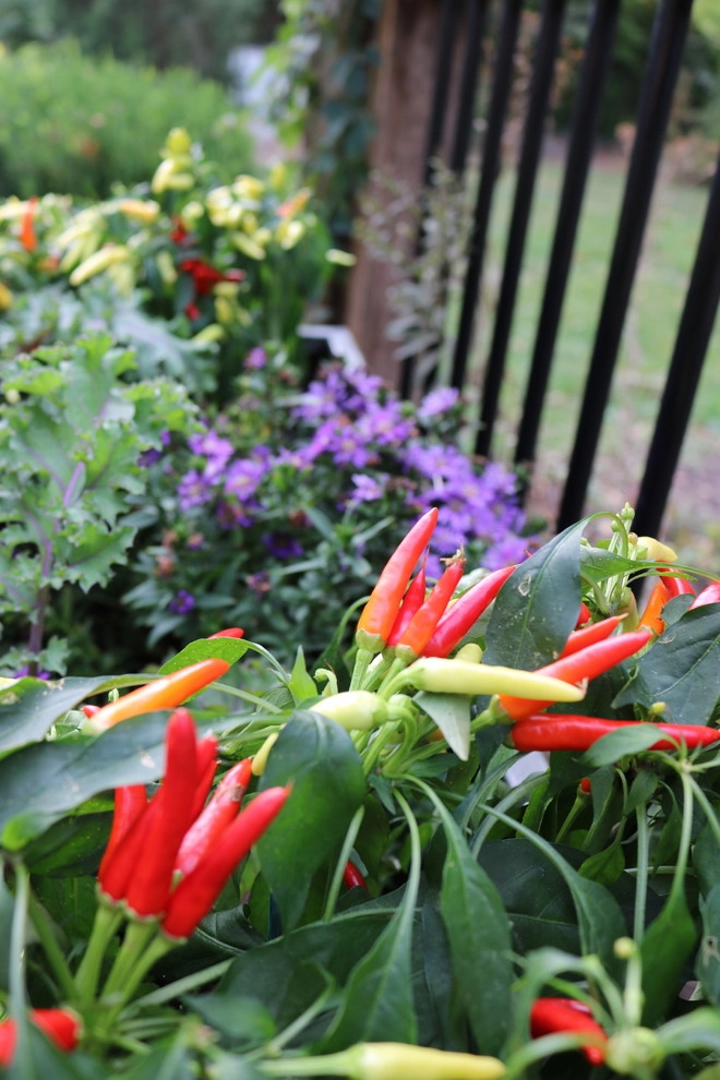 Seasonal Services : Autumn & Winter by Quiet Village Landscaping - Photo 5