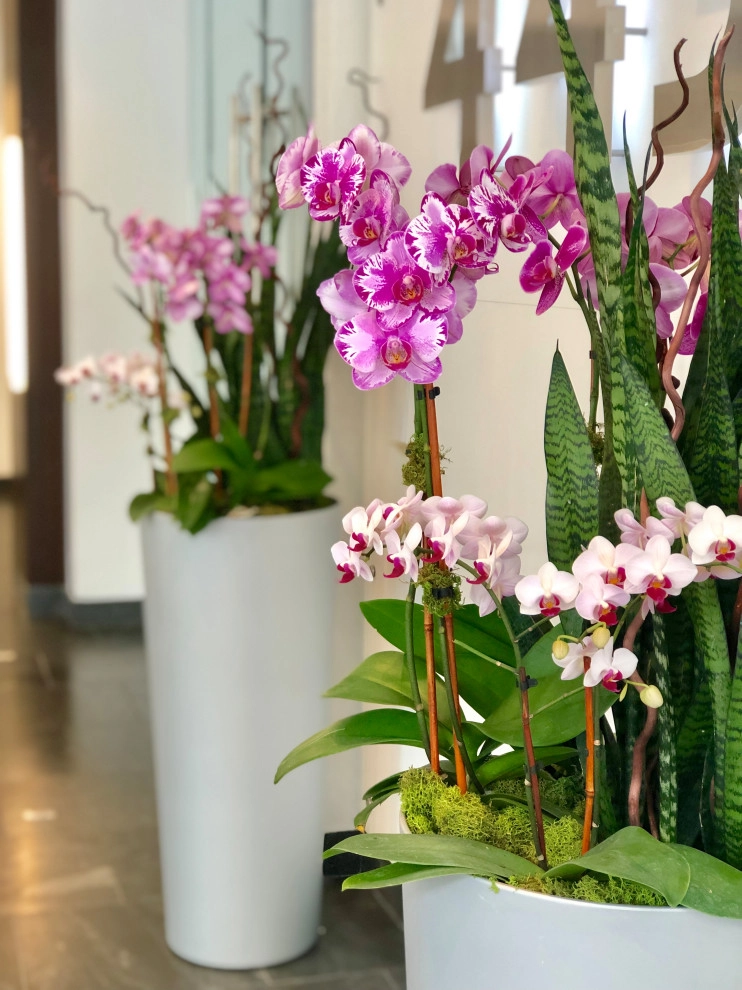 Interior and Exterior Flowering Planters by Raimondi Hort Grp | The Little Flower Shoppe - Photo 2