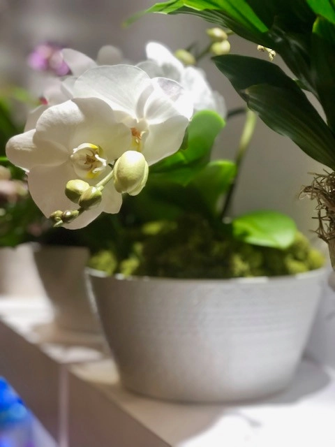Interior and Exterior Flowering Planters by Raimondi Hort Grp | The Little Flower Shoppe - Photo 3