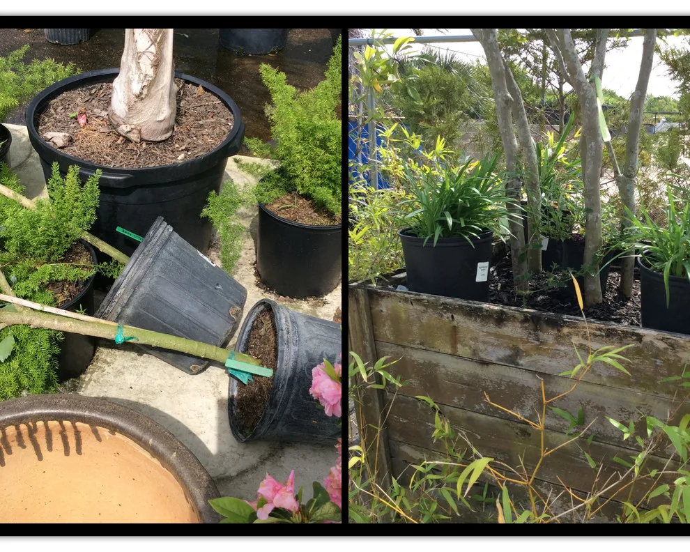 Texas Premier Nursery Makeover by Jane Owen Interior Design - Photo 14