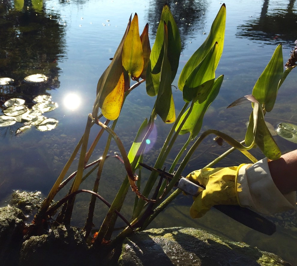 Rochester New York Pond Maintenance Services by Rochester New York Pond Maintenance Services - Photo 5