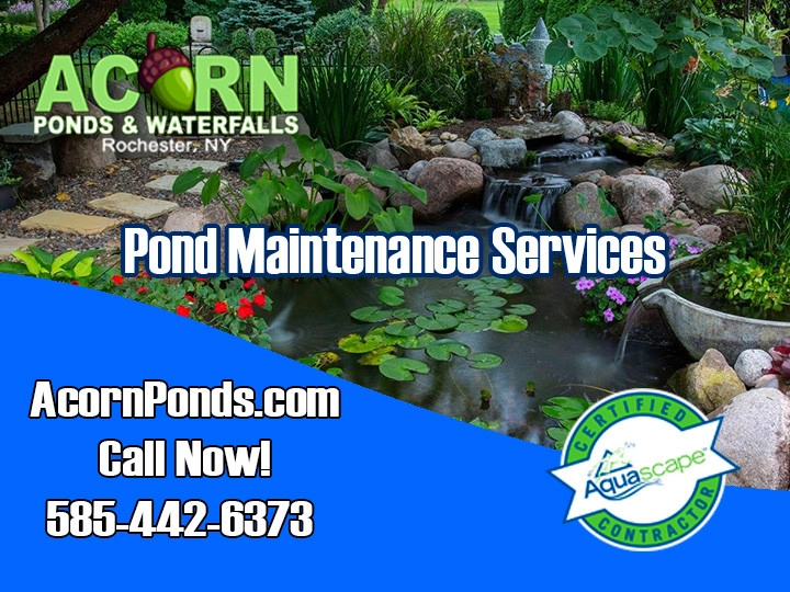 Rochester New York Pond Maintenance Services - Photo 12
