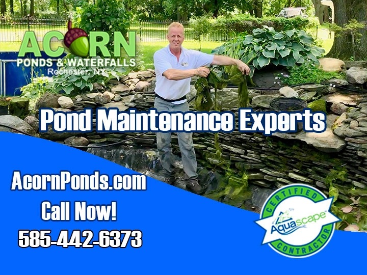 Rochester New York Pond Maintenance Services - Photo 9